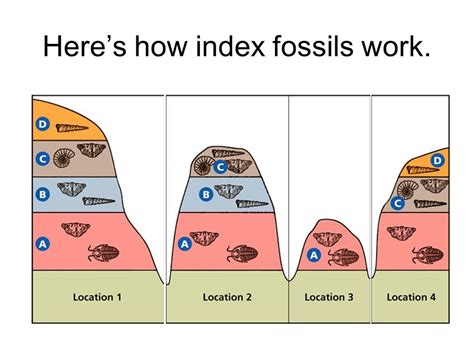 index fossil in a sentence.